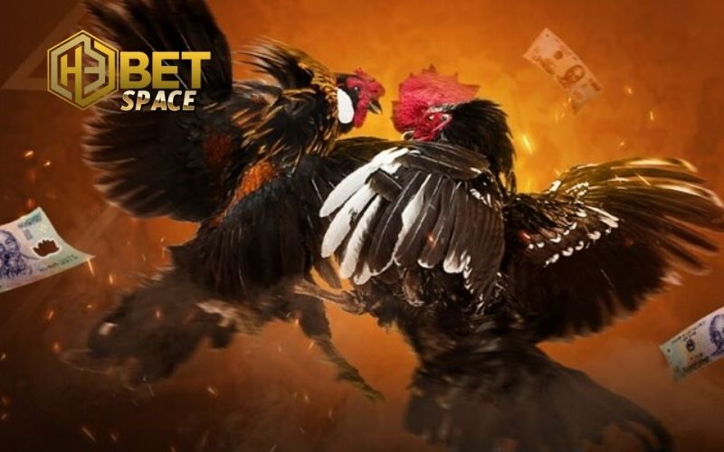 Đá gà trực tiếp Thomo: Lịch thi đấu và địa điểm xem uy tín 2 đá gà trực tiếp thomo