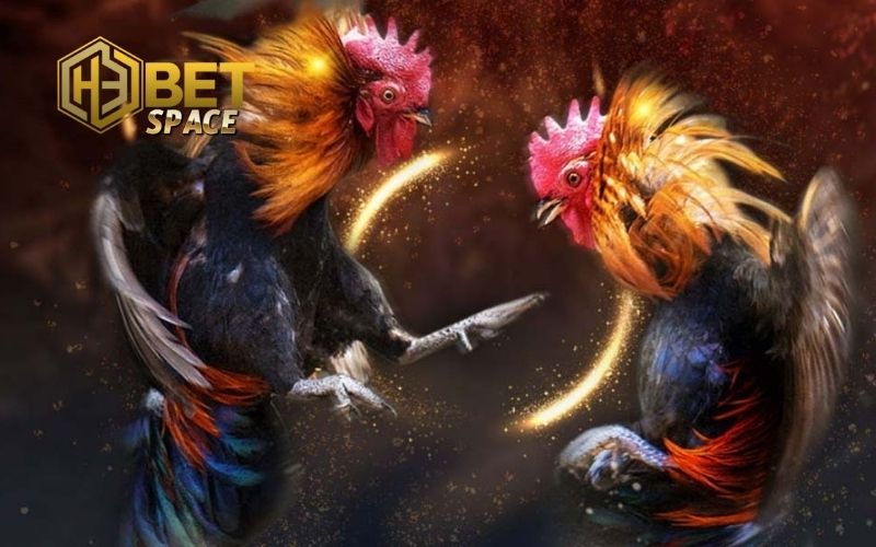 kinh nghiệm chăm sóc gà đá